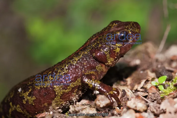 : Marbled Newt (Triturus marmoratus) Tondela : Marbled Newt (Triturus marmoratus) Tondela