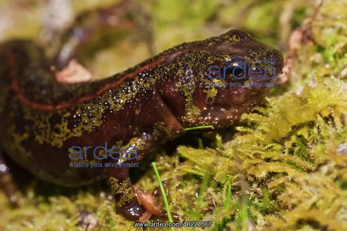 : Marbled Newt (Triturus marmoratus) Tondela : Marbled Newt (Triturus marmoratus) Tondela