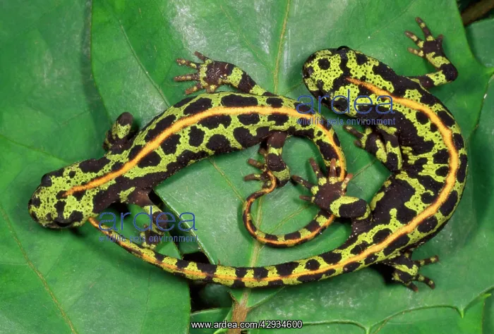 : Marbled Newts : Marbled Newts