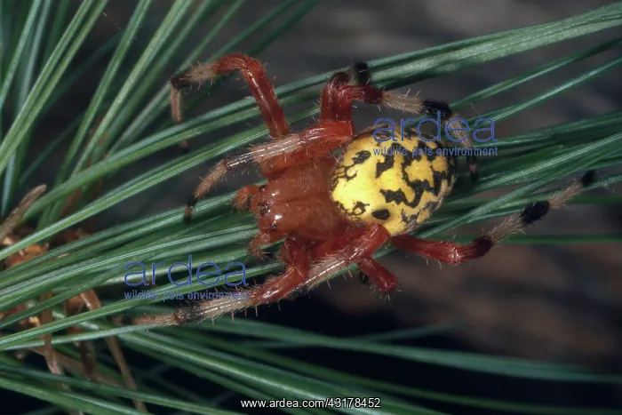 : Marbled Orb Weaver : Marbled Orb Weaver