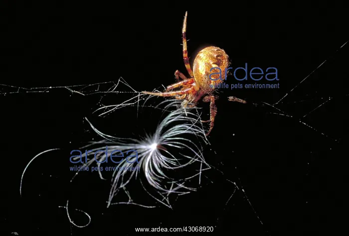 : Marbled Orb-Weaver Spider : Marbled Orb-Weaver Spider