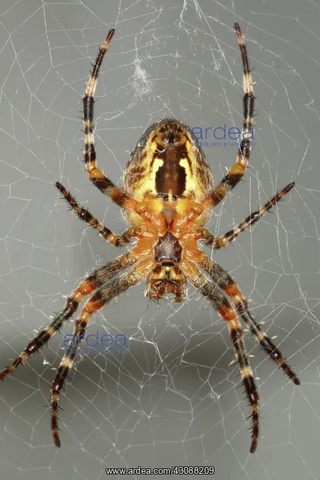 : Marbled Orb Weaver Spider : Marbled Orb Weaver Spider