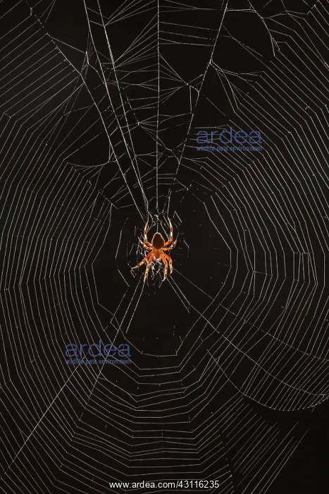 : Marbled Orb Weaver Spider : Marbled Orb Weaver Spider