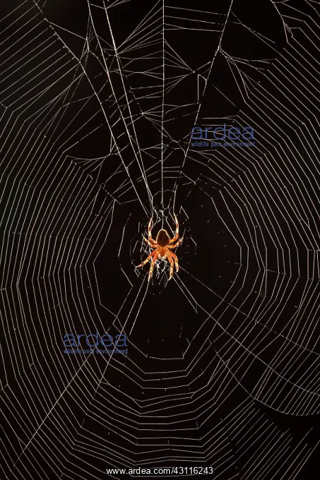 : Marbled Orb Weaver Spider : Marbled Orb Weaver Spider