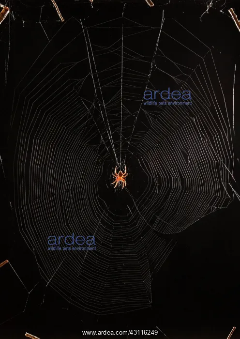 : Marbled Orb Weaver Spider : Marbled Orb Weaver Spider