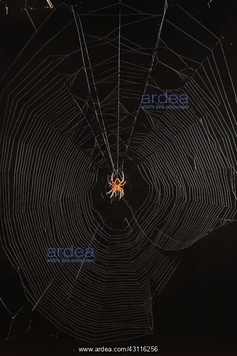 : Marbled Orb Weaver Spider : Marbled Orb Weaver Spider