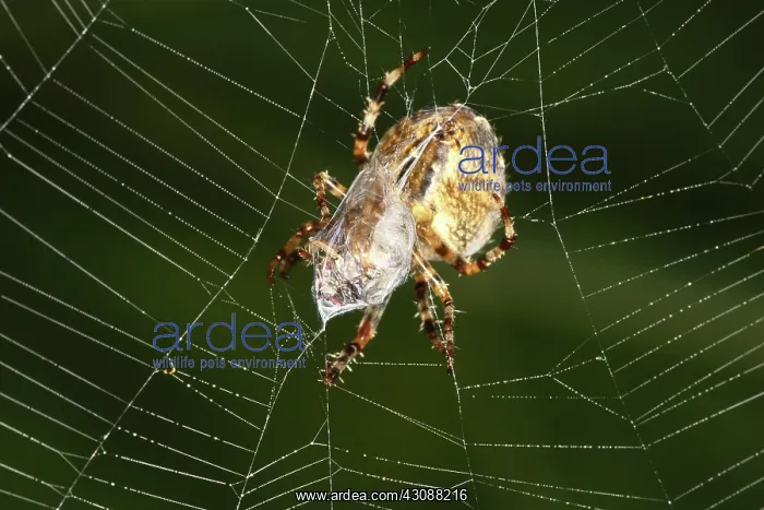 : Marbled Orb Weaver Spider Eating : Marbled Orb Weaver Spider Eating