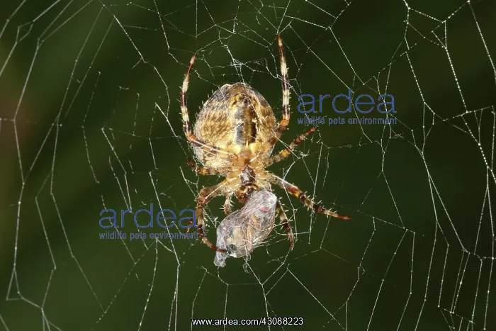 : Marbled Orb Weaver Spider Eating : Marbled Orb Weaver Spider Eating