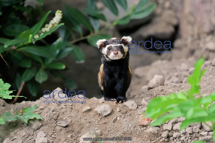 : Marbled polecat (Vormela peregusna), adult, alert : Marbled polecat (Vormela peregusna), adult, alert
