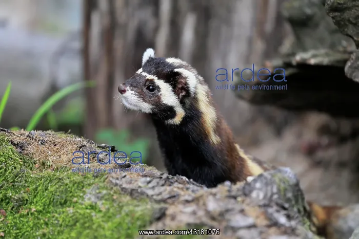 : Marbled polecat (Vormela peregusna), adult, alert : Marbled polecat (Vormela peregusna), adult, alert