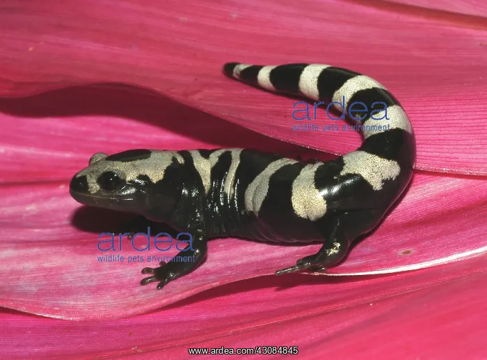 : Marbled Salamander : Marbled Salamander