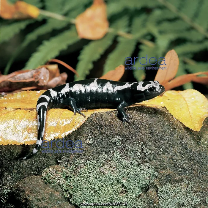 : Marbled Salamander : Marbled Salamander