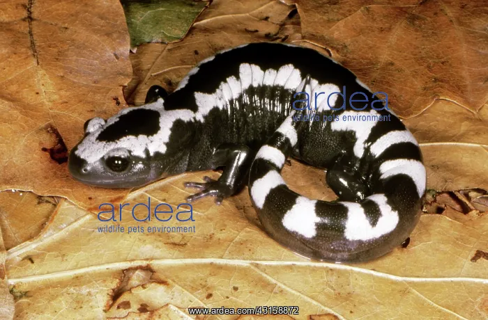: Marbled Salamander : Marbled Salamander