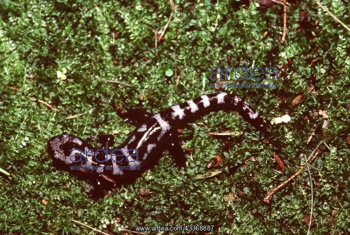 : MARBLED SALAMANDER - TOP VIEW : MARBLED SALAMANDER - TOP VIEW