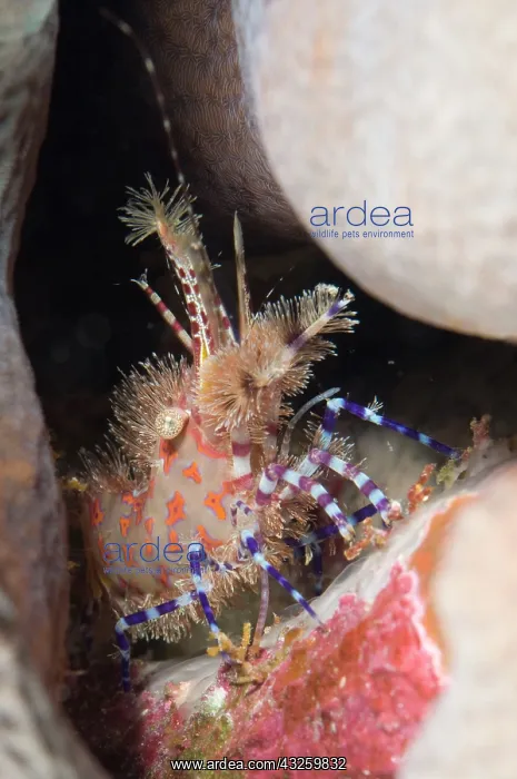  : Marbled Shrimp