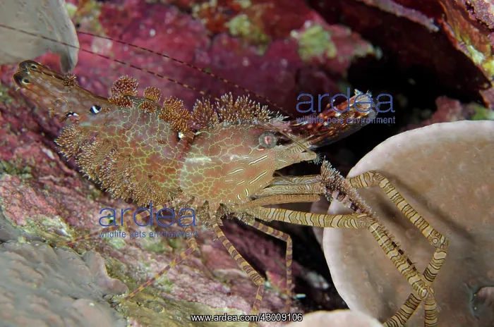 : Marbled Shrimp during night dive Batu Angus dive : Marbled Shrimp during night dive Batu Angus dive