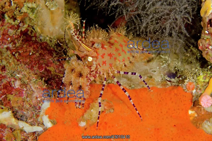 : Marbled Shrimp on orange sponge Nudi Retreat dive : Marbled Shrimp on orange sponge Nudi Retreat dive