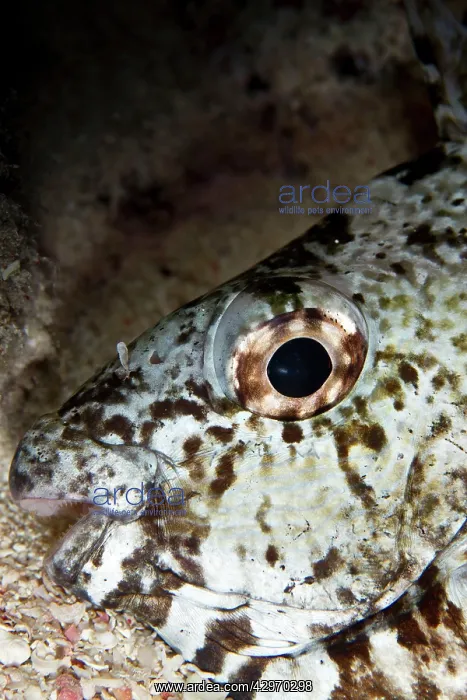 : Marbled Spinefoot - sleeping : Marbled Spinefoot - sleeping