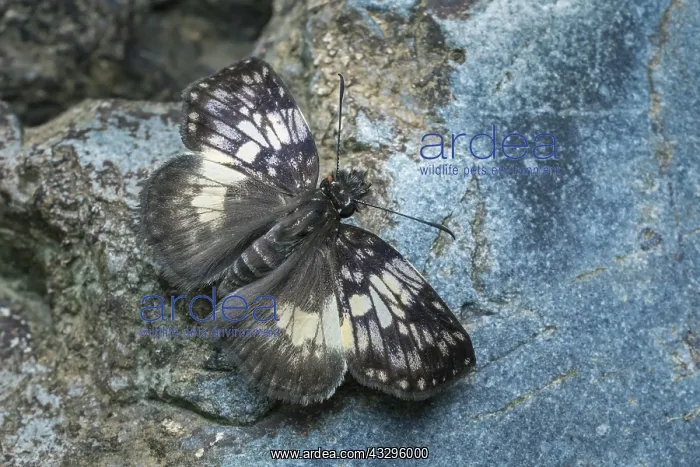 : Marbled Spreadwing Skipper (Potamanaxas andraemon) : Marbled Spreadwing Skipper (Potamanaxas andraemon)