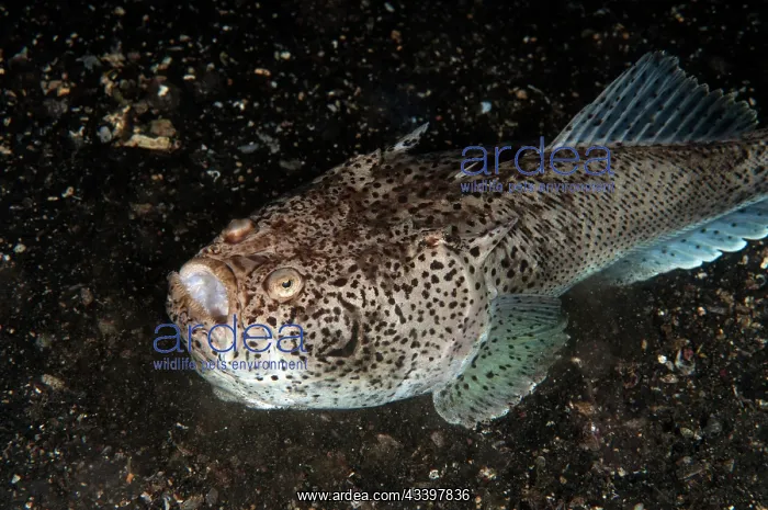 : Marbled Stargazer : Marbled Stargazer