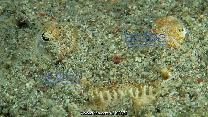 : Marbled Stargazer (Uranoscopidae), Sabang, Mindoro : Marbled Stargazer (Uranoscopidae), Sabang, Mindoro