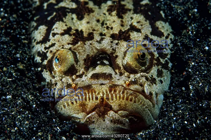 : Marbled stargazer, (Uranoscopidea), Lembeh Strait : Marbled stargazer, (Uranoscopidea), Lembeh Strait