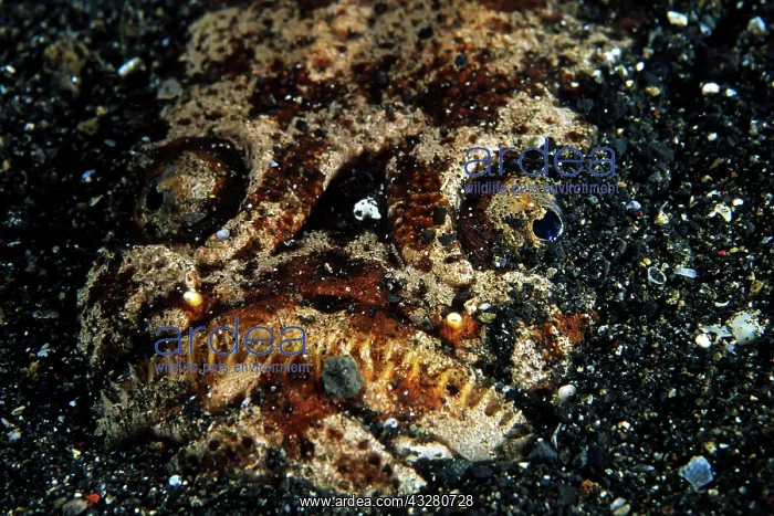 : Marbled stargazer, (Uranoscopidea), Lembeh Strait : Marbled stargazer, (Uranoscopidea), Lembeh Strait