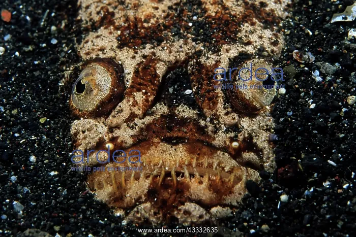 : Marbled stargazer, (Uranoscopidea), Lembeh Strait : Marbled stargazer, (Uranoscopidea), Lembeh Strait