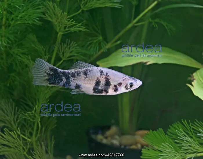 : Marbled swordtail - side view : Marbled swordtail - side view