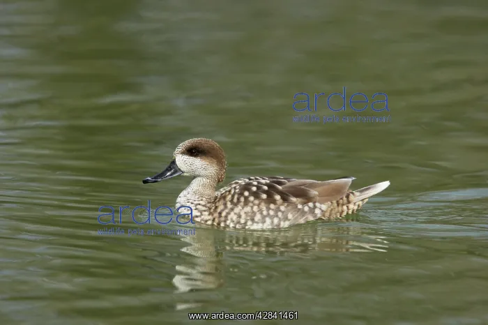: Marbled Teal : Marbled Teal