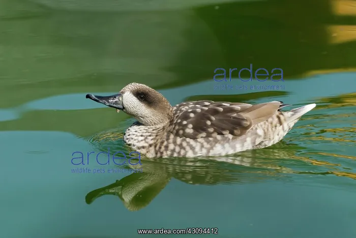 : Marbled Teal : Marbled Teal
