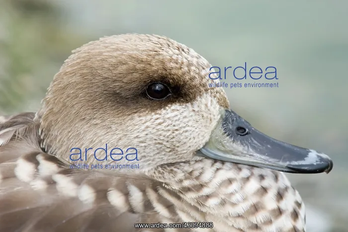: Marbled Teal : Marbled Teal
