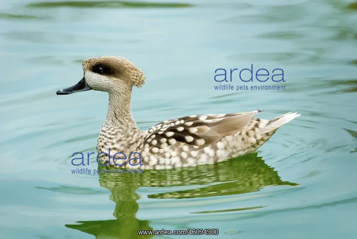 : Marbled Teal : Marbled Teal