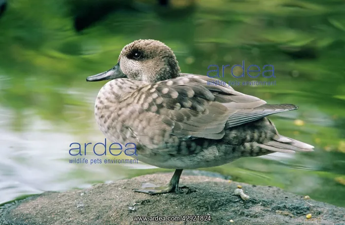  : MARBLED TEAL DUCK