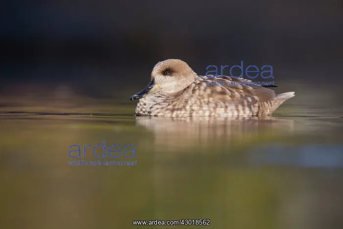 : Marbled Teal Duck winter : Marbled Teal Duck winter