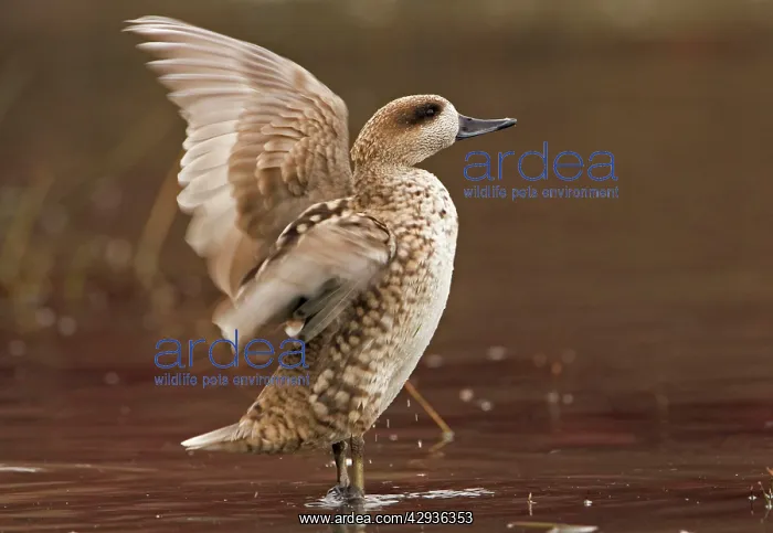 : Marbled Teal (Female) - stretching wings in shallow water : Marbled Teal (Female) - stretching wings in shallow water