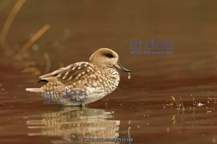 : Marbled Teal (Male) - sitting in shallow water : Marbled Teal (Male) - sitting in shallow water
