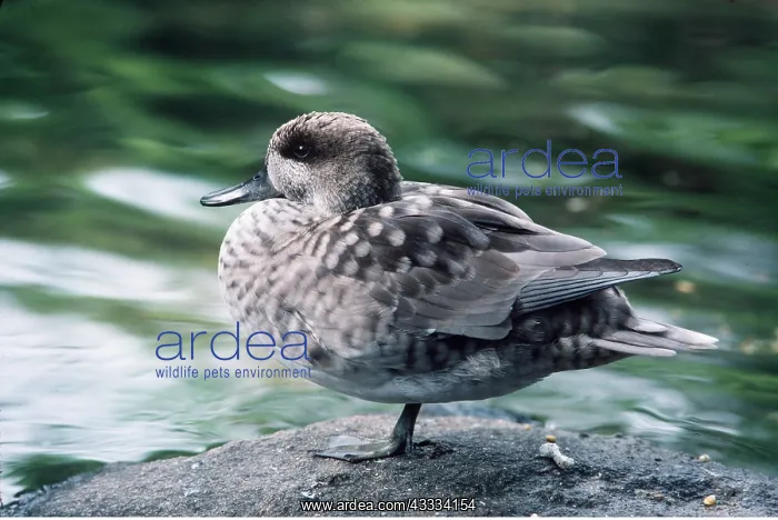 : Marbled Teal / Marbled DUCK - standing on one leg : Marbled Teal / Marbled DUCK - standing on one leg