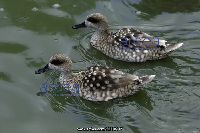: Marbled Teal - pair swimming on lake : Marbled Teal - pair swimming on lake