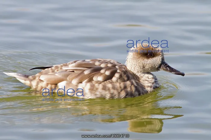 : Marbled Teal swimming on marsh (controlled conditions) : Marbled Teal swimming on marsh (controlled conditions)