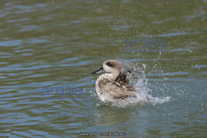 : Marbled Teal - washing : Marbled Teal - washing