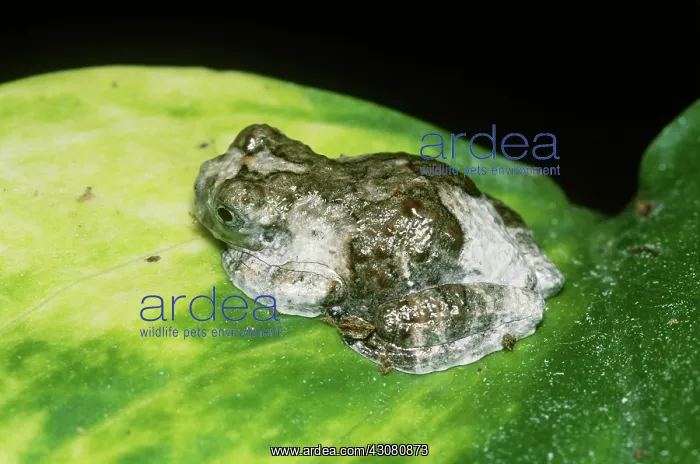 : Marbled Tree Frog : Marbled Tree Frog