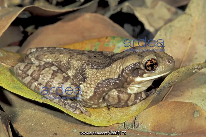 : Marbled Treefrog : Marbled Treefrog