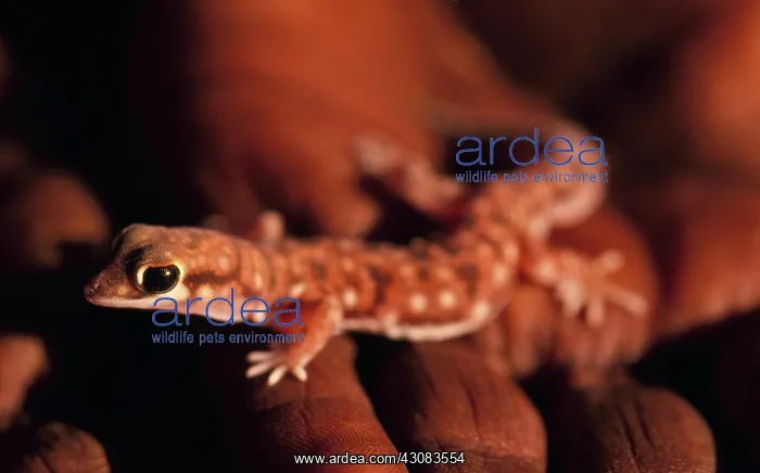 : Marbled Velvet Gecko : Marbled Velvet Gecko