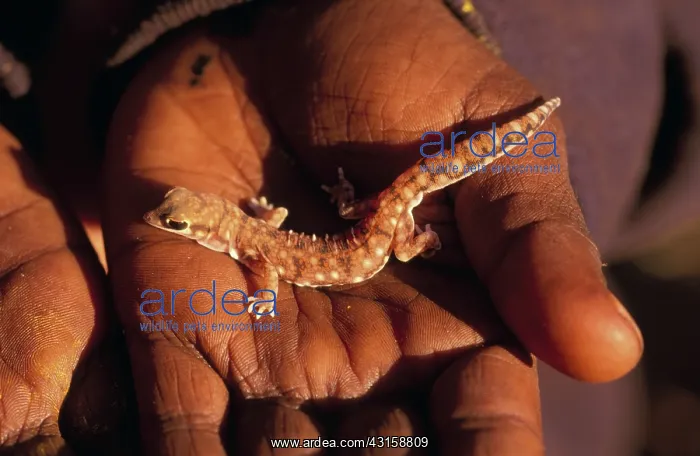 : Marbled Velvet Gecko : Marbled Velvet Gecko