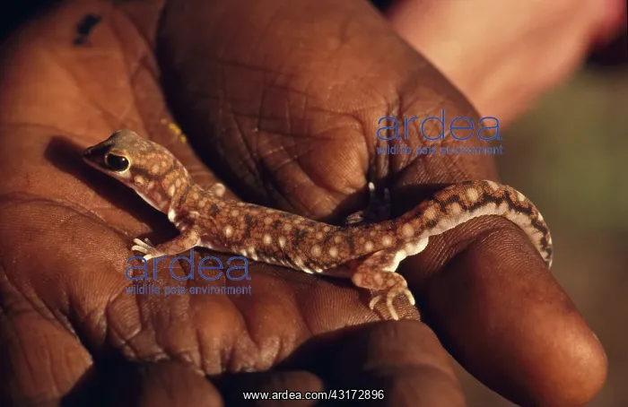 : Marbled Velvet Gecko : Marbled Velvet Gecko