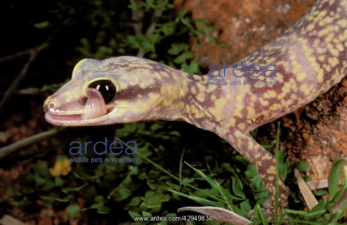 : Marbled velvet gecko - cleaning eye with tongue : Marbled velvet gecko - cleaning eye with tongue