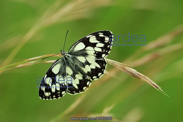  : Marbled White
