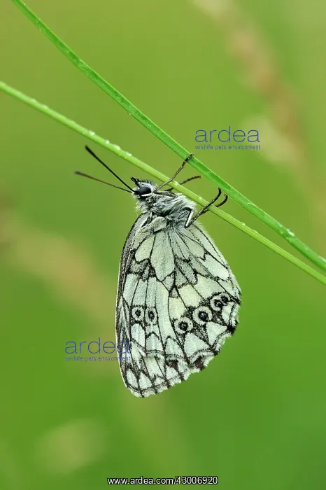  : Marbled White