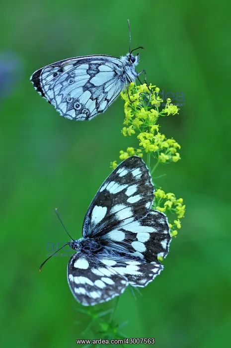  : Marbled White